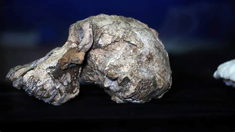 Oddly Crystal/Fossilized Skull (Legendary) .
